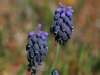 Muscari neglectum, Grape Hyacinth