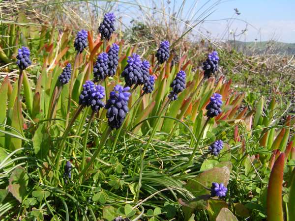 A group of Grape Hyacinths