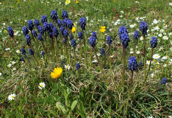 A group of Common (also referred to as Southern) Grape Hyacinths in the Algarve region of Portugal