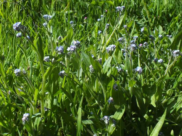 Field Forget-me-nots, buttercups and bluebells in trackside grassland