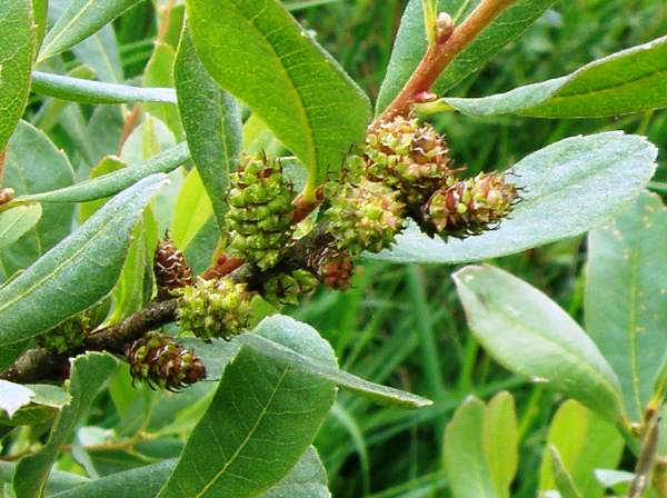 Bog Myrtle on moorland