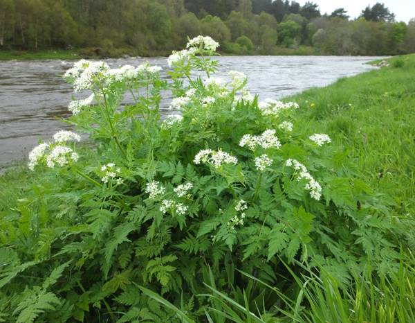 Myrrhis odorata, Sweet Cicely