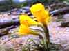 Narcissus bulbocodium