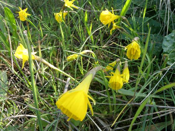 Narcissus bulbocodium, southern Portugal