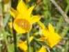 Narcissus calcicola