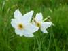 Narcissus elegans