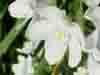 Narcissus papyraceus