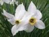 Narcissus poeticus