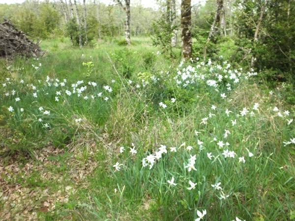 Narcissus poeticus, southern France