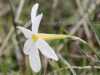 Narcissus serotinus