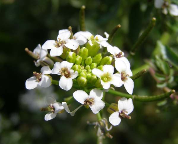 Watercress, River Meon