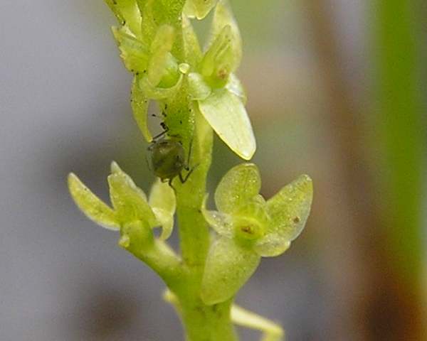 Flowers of Hammarbya paludosa