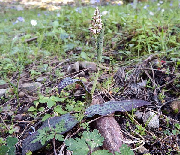 Neotinea maculata var. maculata in Rhodes