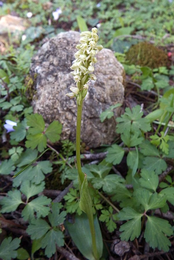 Neotinea maculata var alba in Rhodes