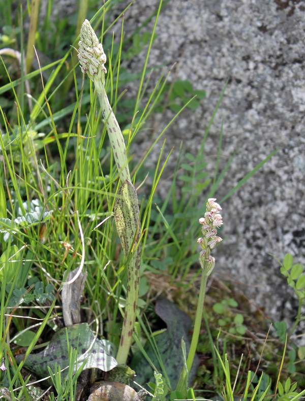 Dense-flowered Orchid, Gargano Italy