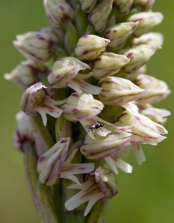 Closeup of flowers, Neotinea maculata var maculata