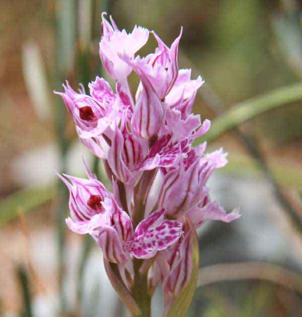 Close-up picture of the flower of Neotinea tridentata