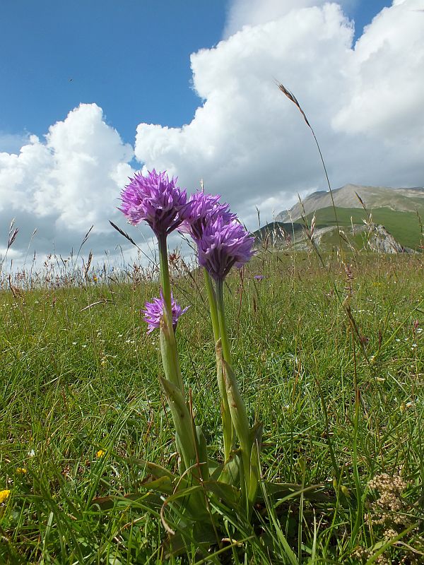 Neotinea tridentata on a mountain slope in Italy

