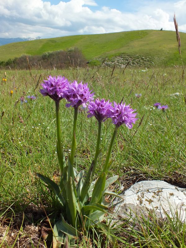 Neotinea tridentata in Italy
