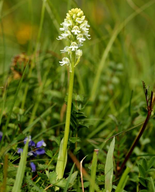 A pure white form of Neotinea ustulata