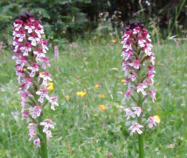 Burnt Orchid, Neotinea ustulata