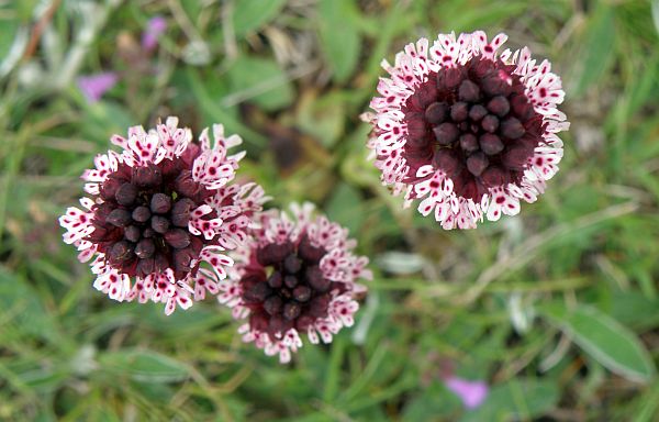 The burnt tip of Burnt Orchids
