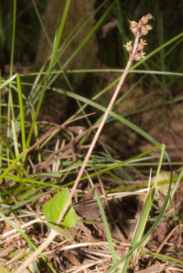 Lesser Twayblade