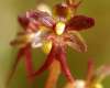 Lesser Twayblade