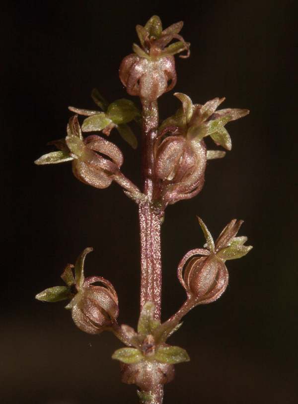 Lesser Twayblade