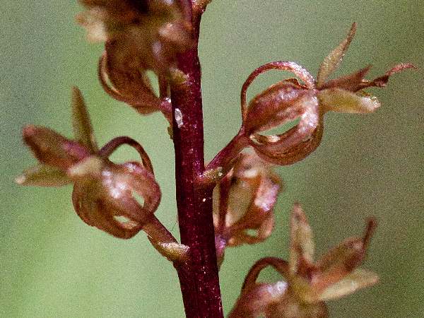 Neottia cordata icloseup of flowers
