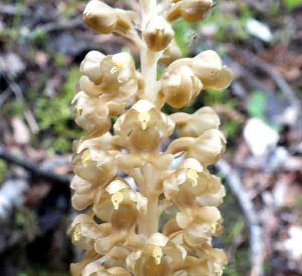 closeup of flowers of Neottia nidus-avis - Bird's-nest Orchid