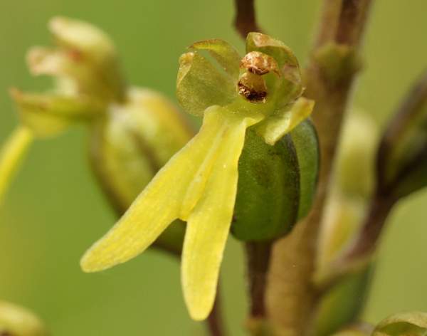 Closeup of Common Twayblade