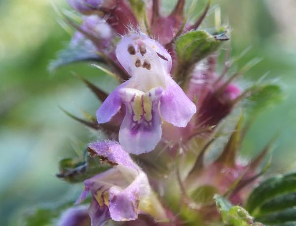 Common Catmint, Nepeta cataria
