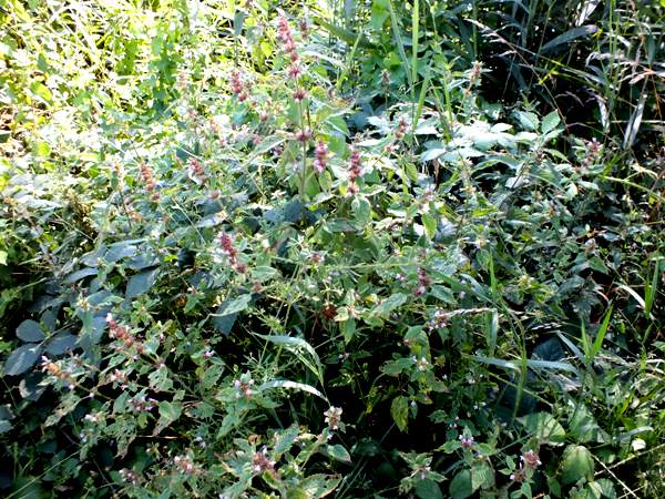 Common Catmint, Nepeta cataria, Wales