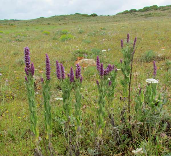 Nepeta tuberosa