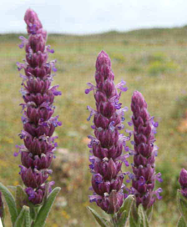 Nepeta close up