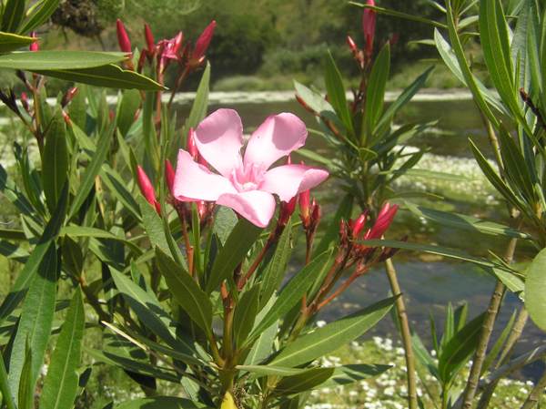 Oleander