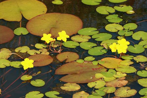 Fringed Water-lily, Wales