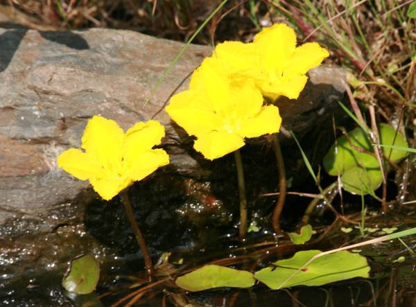 Fringed Water-lily in a garden pond