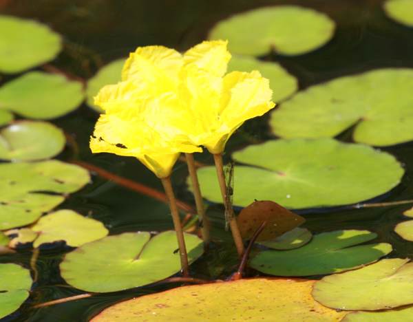 Fringed Water-lily opens from the bottom of the spike