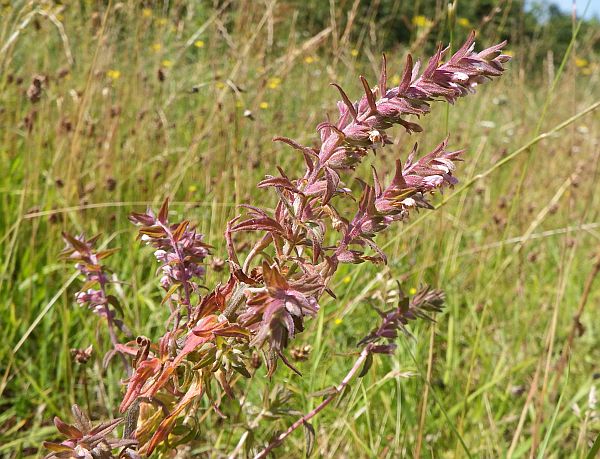 Red Bartsia, North Wales, July 2024