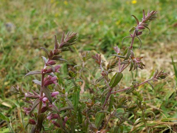 Red Bartsia, West Wales 2020