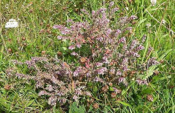 Red Bartsia, Odontites vernus, Conwy, North Wales 2024