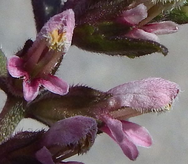Red Bartsia, Odontites vernus - closeup of flowers