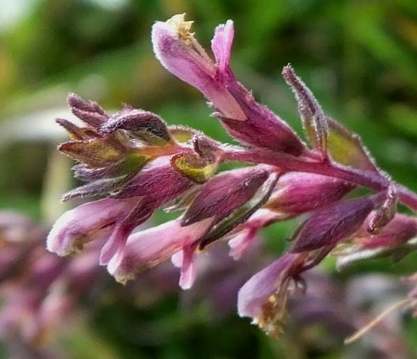 Red Bartsia flowers