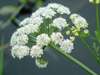Oenanthe crocata, Hemlock water-dropwort