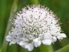 Oenanthe fistulosa, Tubular Water-dropwort