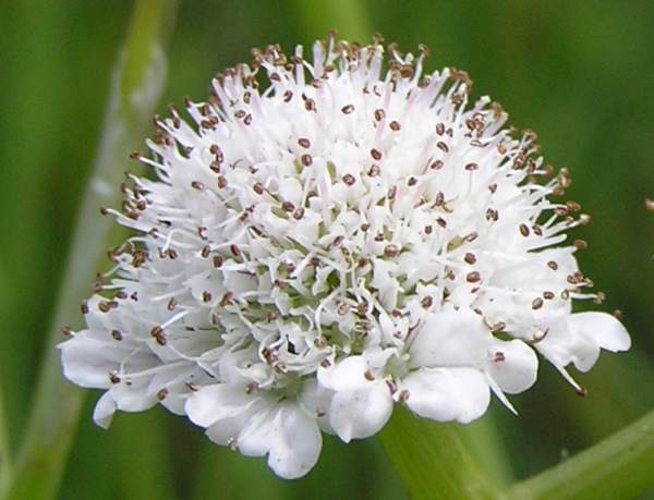 Oenanthe fistulosa, closeup of flowers