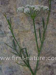 Parsley water-dropwort, showing the narrow leaf structure