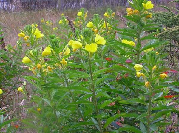 Evening Primrose
